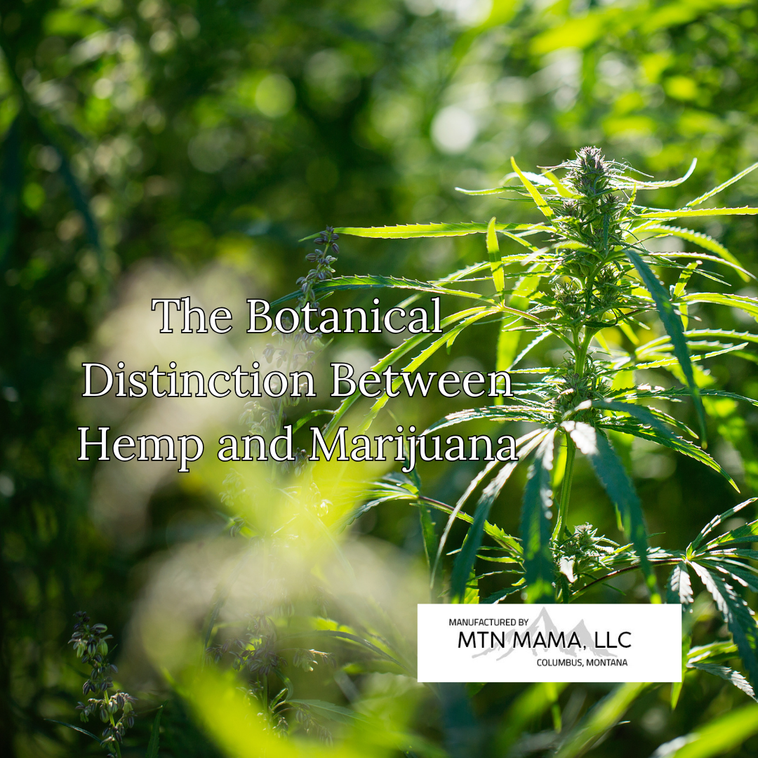 The Botanical Distinction Between Hemp and Marijuana